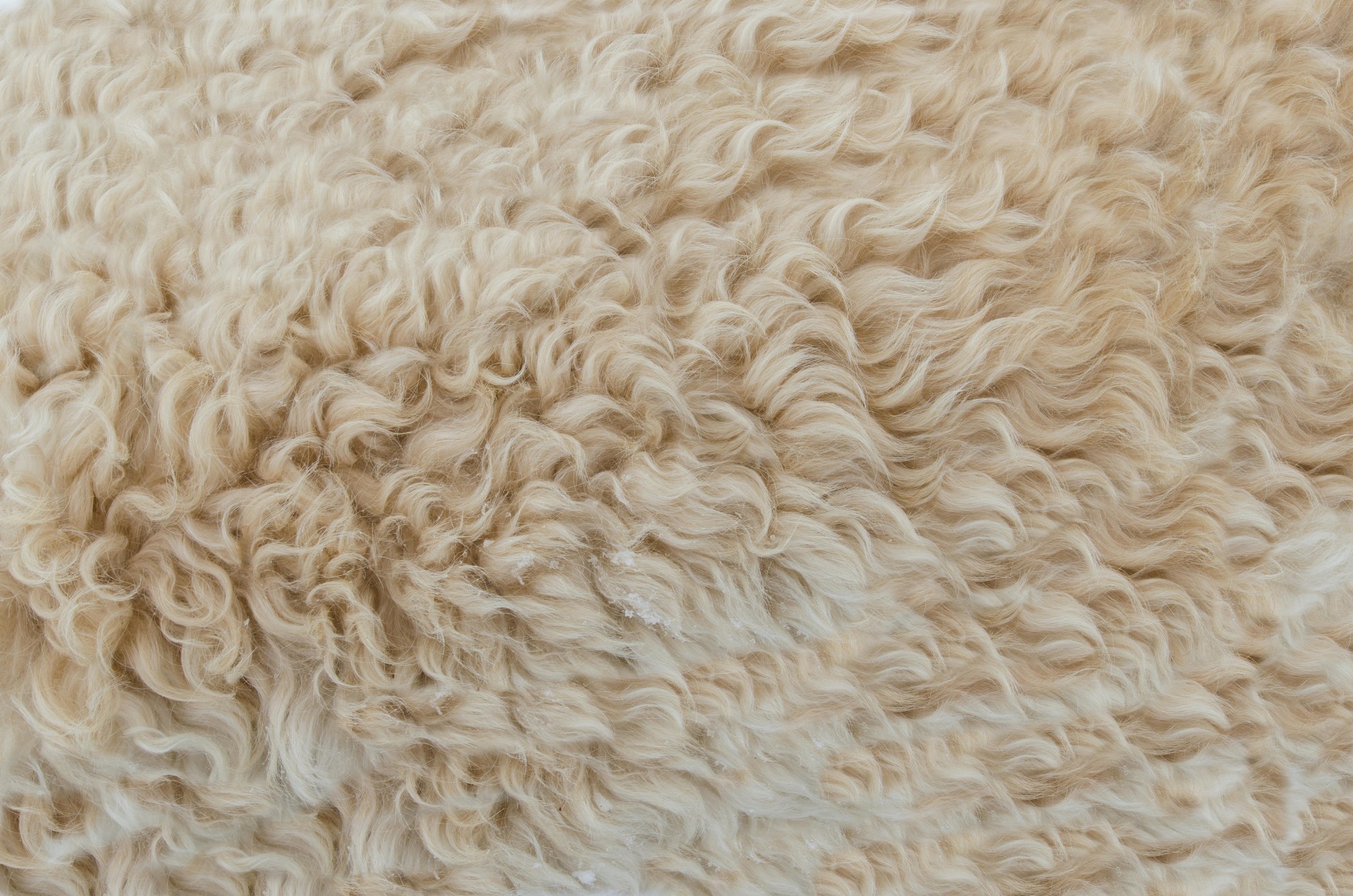 Konya Wool